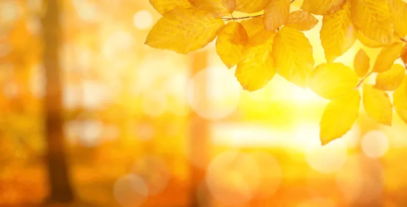 When Your Gut Can't Keep Up: The Ayurvedic Case for Slowing Down to Fix Your Digestion